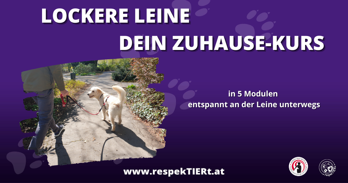 Lockere Leine – Dein Zuhause-Kurs