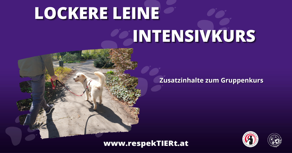 Lockere Leine Intensivkurs – Zusatzinhalte