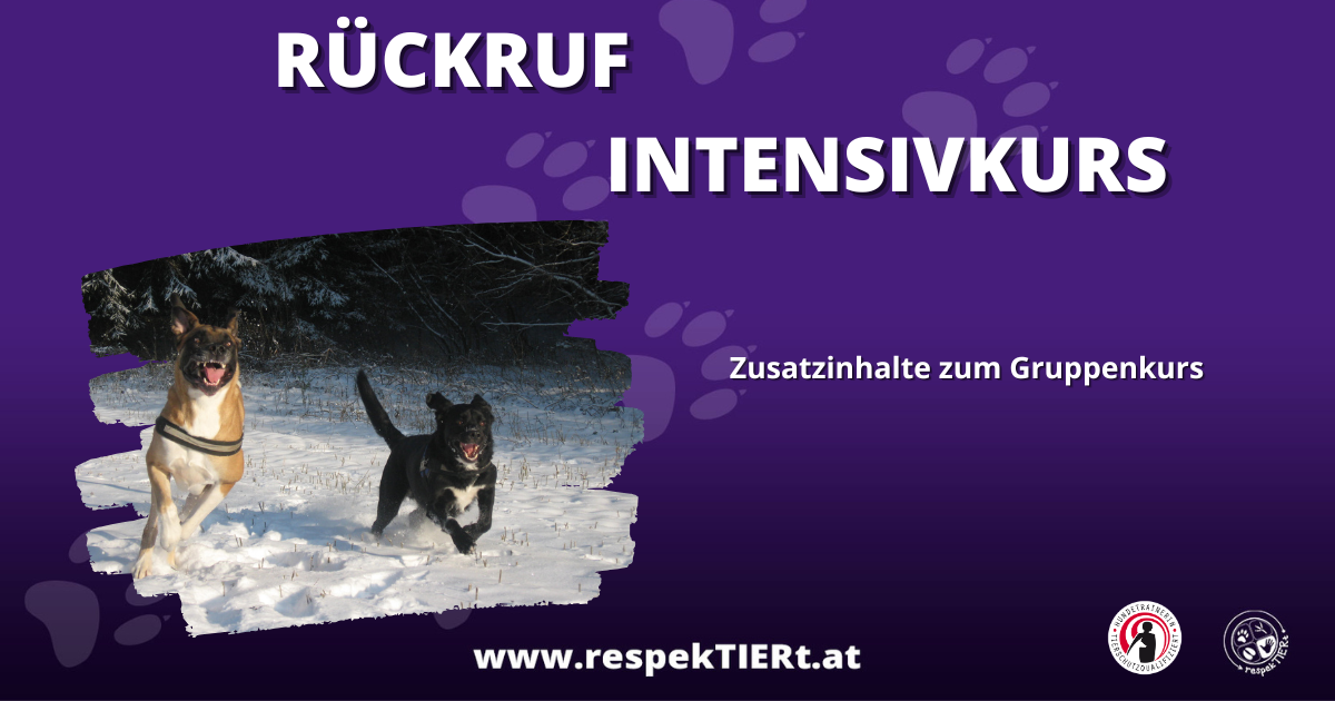 Rückruf Intensivkurs – Zusatzinhalte